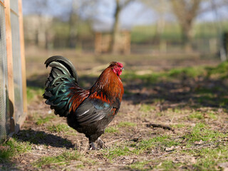 Red rooster free in the farm