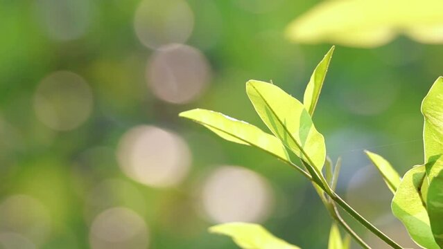 The leaves of Sapodilla blown by the wind in the morning have a green background. Gives a feeling of relaxation