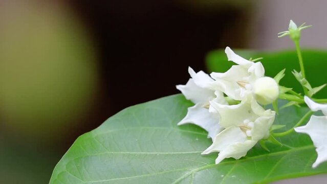 Vallaris glabra flower, white fragrant flower on a tree and on a nature background.
