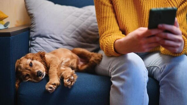 A purebred pet puppy lying on the sofa next to a woman using a phone in the living room, close-up