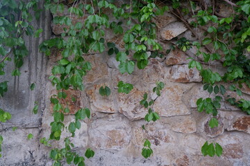 Vintage rock wall with growing green plant