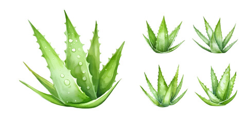 Set of green aloe vera watercolor isolated on white background. Vector illustration