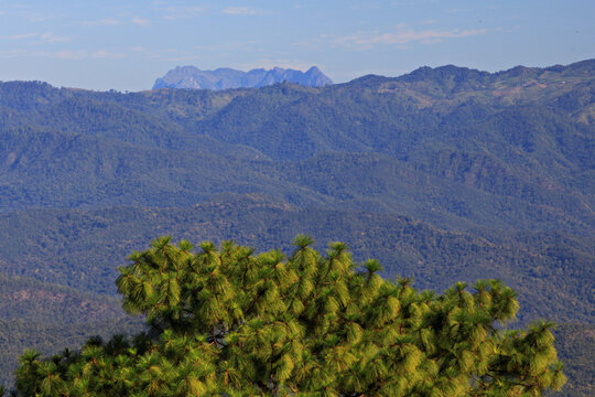 Beautiful Scenery of Pinus kesiya forest at Doi Luang Chiang Dao in Chiang mai Province, Thailand 