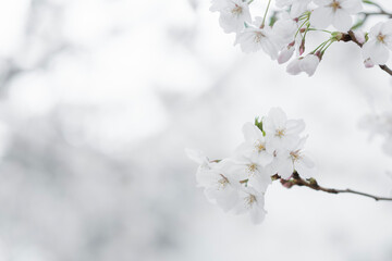 日本の春の風景　ソメイヨシノ