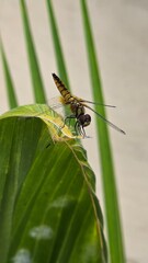 Dragon lfly sitting on coconut leaves 