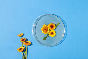 On the blue surface, a large petri dish containing few small Calendula flowers with liquid...