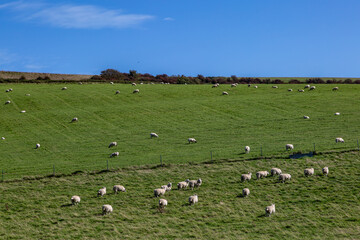 Sheep grazing on a South Downs hillside on a sunny September day