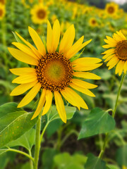 Sunflower in the field. A joy of life. 