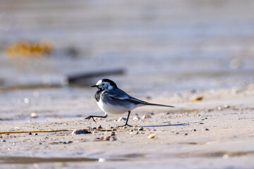 White wagtail walking on the beach