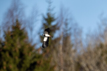 Northern lapwing in flight