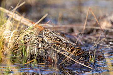 Common reed bunting on the ground