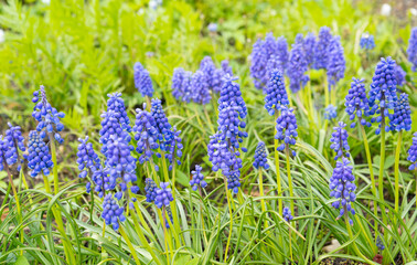 First spring flowers blue muscari in the garden. Grape hyacinth or bluebells - obrazy, fototapety, plakaty