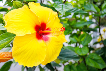 Fototapeta premium 港に咲いた鮮やかなハイビスカス。 Vivid hibiscus blooming in the harbor. 日本国沖縄県那覇市にて。 2021年4月27日撮影。 高速ジェット船、クイーンざまみ３世号で慶良間諸島へ向かう。 那覇の海の玄関口、那覇泊港。 In Naha City, Okinawa, Japan. Taken on April 27, 2021.Heading to the K