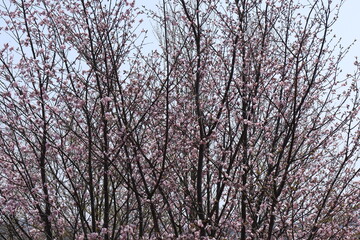 cherry blossom sakura branches