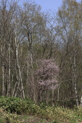 cherry tree in the forest