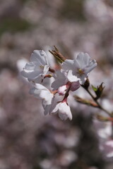 sakura flowers close-up