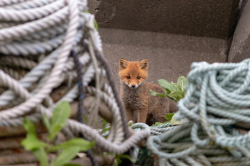 海岸を棲み家にしているキタキツネの子供