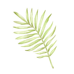 Hand drawn watercolor green monochrome palm tree leaves isolated on white background. Can be used for cards, scrapbook and other printed products.