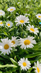 Obraz premium daisies on grass