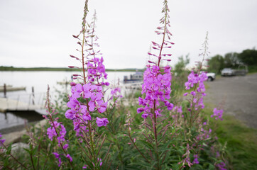 Fireweed flowers in bloom at Lake Camp Boat Launch. Katmai National Park and Preserve. Alaska. USA.