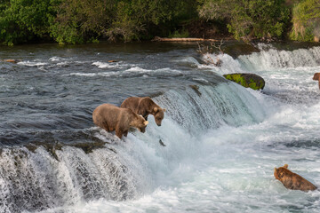Brown bears salmon fishing at Brooks falls. Red sockeye salmon jumping up the waterfalls. Katmai National Park. Alaska.