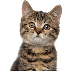 british cat isolated on white