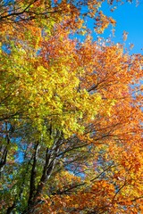 Fototapeta premium Mount Macedon Victoria Melbourne Autumn Leave マウントマセドン メルボルン オーストラリア 紅葉