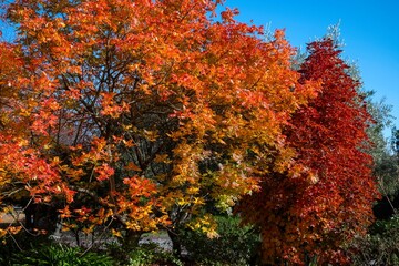 Mount Macedon Victoria Melbourne Autumn Leave マウントマセドン　メルボルン　オーストラリア　紅葉