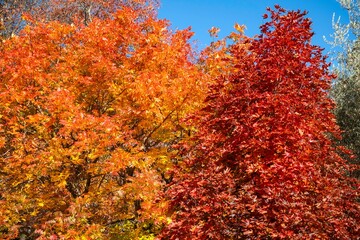 Mount Macedon Victoria Melbourne Autumn Leave マウントマセドン　メルボルン　オーストラリア　紅葉