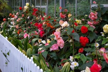 Mount Macedon Victoria Melbourne Autumn Leave マウントマセドン　メルボルン　オーストラリア　紅葉