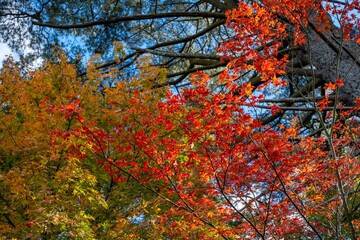 Mount Macedon Victoria Melbourne Autumn Leave マウントマセドン　メルボルン　オーストラリア　紅葉