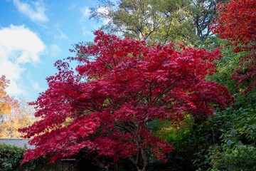 Mount Macedon Victoria Melbourne Autumn Leave マウントマセドン　メルボルン　オーストラリア　紅葉