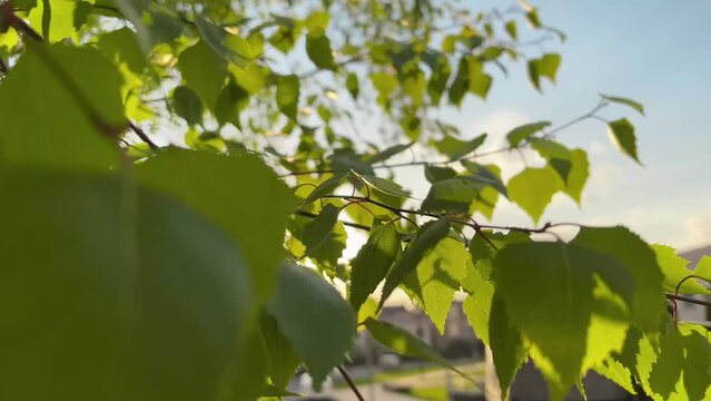 Environment backdrop view with Green leaves