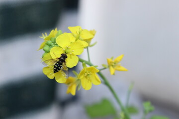 Schwebfliege bestäubt Chinakohl Blüte