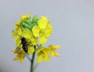 Schwebfliege bestäubt Chinakohl Blüte