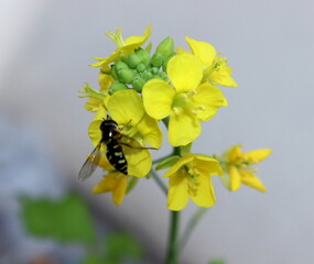 Schwebfliege bestäubt Chinakohl Blüte