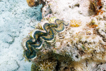 素晴らしいサンゴ礁の美しいヒメシャコガイ（ザルガイ科）。

沖縄県島尻郡座間味村阿嘉島のクシバルビーチにて。
2021年4月27日水中撮影。

A beautiful Boring clam (Tridacna crocea) with a wonderful coral reef.

At Kusibaru Beach, Aka Island, Zamami Village, Shimajiri
