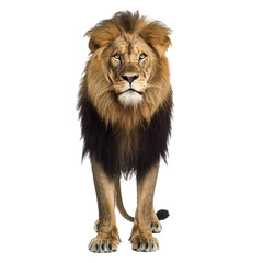 Obraz premium lion isolated on white background