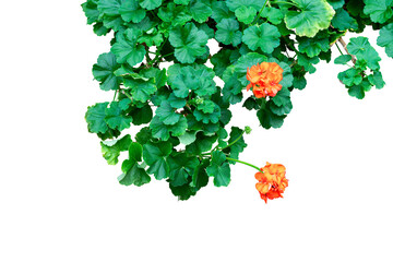 Flower plant isolated