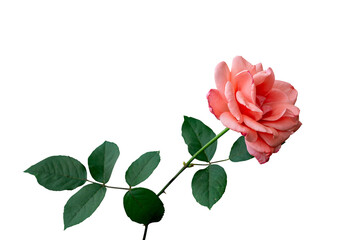 Rose flower isolated