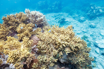 素晴らしいサンゴ礁の可愛いクロスズメダイ（スズメダイ科）の幼魚。

沖縄県島尻郡座間味村阿嘉島のクシバルビーチにて。
2021年4月27日水中撮影。

A lovely juvenile Black Damsel, Bowtie damselfish (Neoglyphidodon melas) on a wonderful coral reef.

At Kusibaru Beach, Aka 