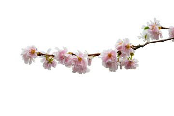 Sakura flower branch isolated
