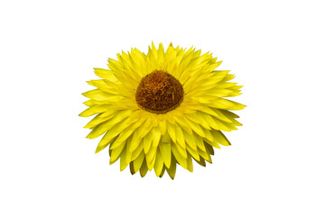 Yellow single flower isolated