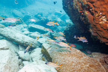 素晴らしいサンゴ礁の水中洞窟の美しいアカマツカサ、ウケグチイットウダイ（イットウダイ科）他の群れ。

沖縄県島尻郡座間味村阿嘉島のクシバルビーチにて。
2021年4月27日水中撮影。

The Beautiful schools of Blotcheye soldierfish (Myripristis berndti) and Sammara squirrelfish (Neoniphon sa