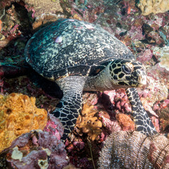 The sea turtle is perched on the coral
