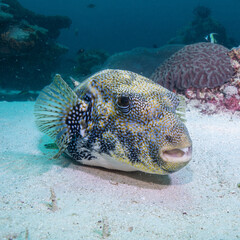 The wonderful drawings of pufferfish skin © izenkai