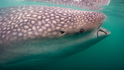 The little eye of the whale shark