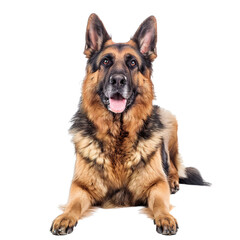 german shepherd dog