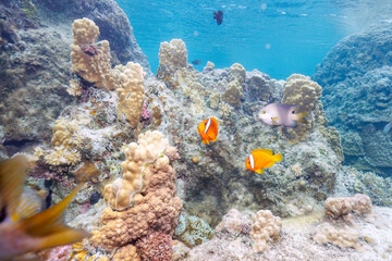 素晴らしいサンゴ礁の美しいイソギンチャクと可愛いハマクマノミ（スズメダイ科）の一家。

沖縄県島尻郡座間味村阿嘉島のクシバルビーチにて。
2021年4月27日水中撮影。

Lovely family of Tomato clownfish (Amphiprion frenatus) and beautiful Sea anemone and others in Wonderful coral re