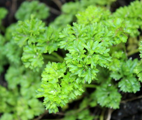 Petersilie, Kräuter, Garten